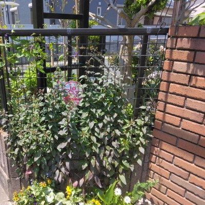 明日の風が吹く