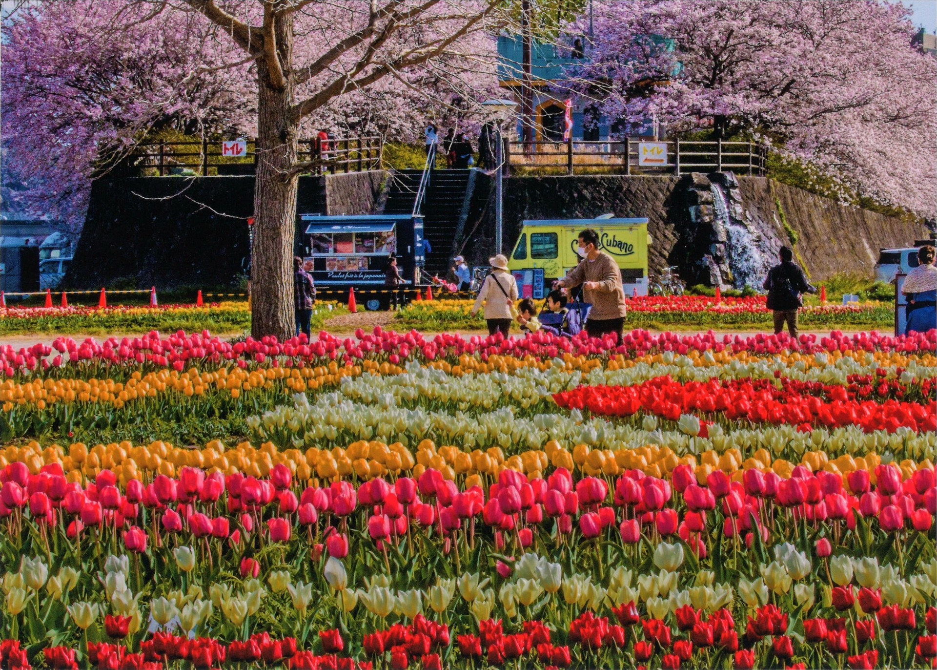 公園とチューリップ