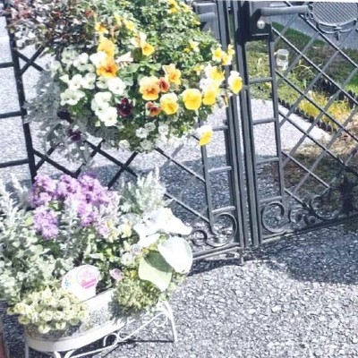 アナベル花壇